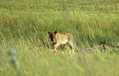 Löwenjunges (Panthera leo) - Etosha Nationalpark