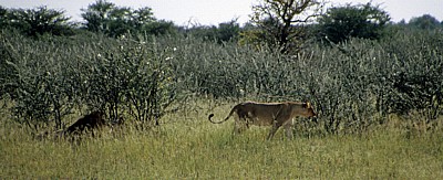 Löwen (Panthera leo) - Etosha Nationalpark