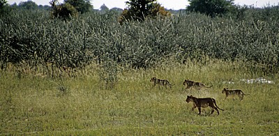 Löwenjunge (Panthera leo) - Etosha Nationalpark