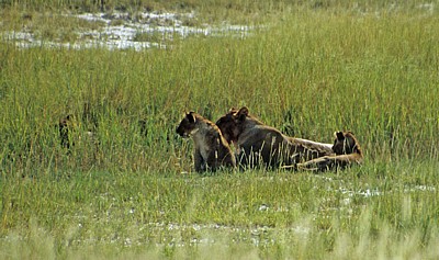 Löwin (Panthera leo) mit Jungen - Etosha Nationalpark