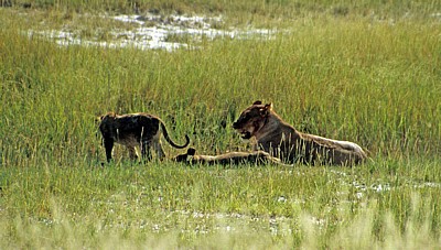 Löwin (Panthera leo) mit Jungen - Etosha Nationalpark