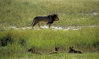 Löwe (Panthera leo) - Etosha Nationalpark