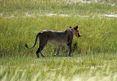 Löwin (Panthera leo) mit Beutestück - Etosha Nationalpark