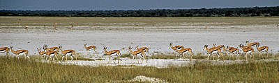 Springböcke (Antidorcas marsupialis) - Etosha Nationalpark