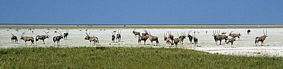Spießböcke (Oryx gazella) - Etosha Nationalpark