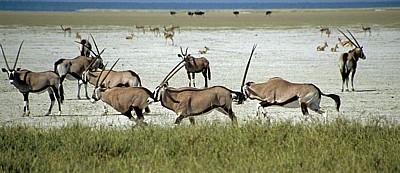 Spießböcke (Oryx gazella) - Etosha Nationalpark