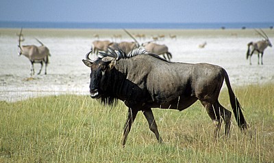 Streifengnu (Connochaetes taurinus) - Etosha Nationalpark