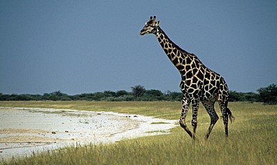 Giraffe (Giraffa camelopardalis) - Etosha Nationalpark