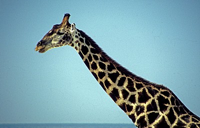 Giraffe (Giraffa camelopardalis) - Etosha Nationalpark