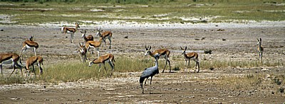 Springböcke (Antidorcas marsupialis) - Etosha Nationalpark