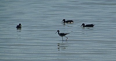 Stelzenläufer (Himantopus himantopus) - Etosha Nationalpark