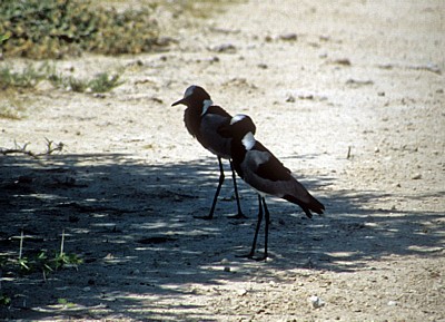 Waffenkiebitze (Vanellus armatus) - Etosha Nationalpark
