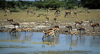 Chudop-Wasserloch: Springböcke (Antidorcas marsupialis) - Etosha Nationalpark