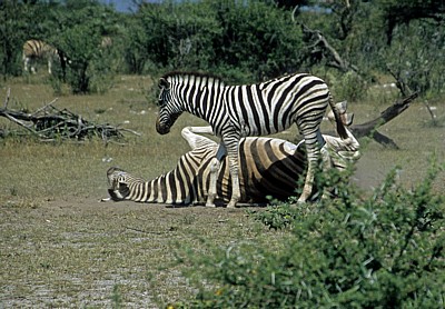 Steppenzebras (Equus quagga) - Etosha Nationalpark