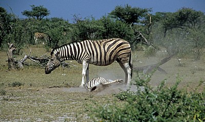 Steppenzebras (Equus quagga) - Etosha Nationalpark