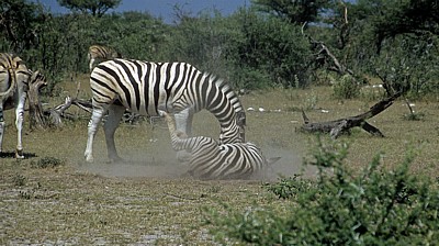Steppenzebras (Equus quagga) - Etosha Nationalpark