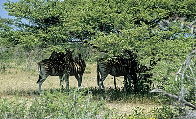 Steppenzebras (Equus quagga) im Schatten eines Baumes - Etosha Nationalpark