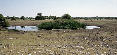 Chudop-Wasserloch - Etosha Nationalpark