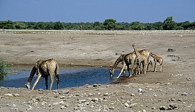 Chudop-Wasserloch: Giraffen (Giraffa camelopardalis) beim Trinken - Etosha Nationalpark