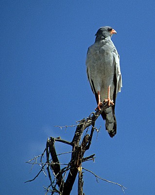 Weißbürzel-Singhabicht (Melierax poliopterus) - Etosha Nationalpark