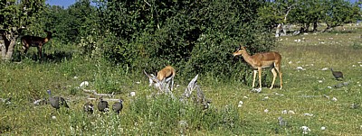 Schwarznasenimpalas (Aepyceros melampus petersi) - Etosha Nationalpark