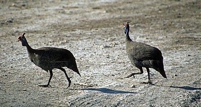 Helmperlhühner (Numida meleagris) - Etosha Nationalpark