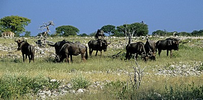 Streifengnus (Connochaetes taurinus) - Etosha Nationalpark