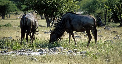 Streifengnu (Connochaetes taurinus) - Etosha Nationalpark
