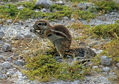 Kap-Borstenhörnchen (Xerus inauris) - Etosha Nationalpark