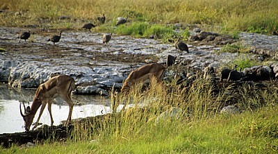 Schwarznasenimpalas (Aepyceros melampus petersi) beim Trinken - Etosha Nationalpark