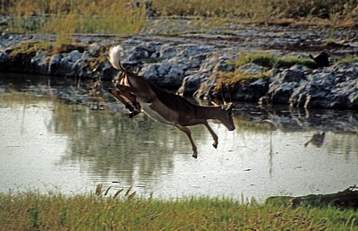 Springendes Schwarznasenimpala (Aepyceros melampus petersi) - Etosha Nationalpark