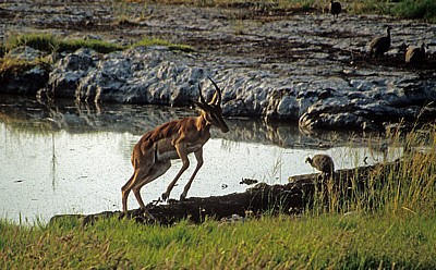 Springendes Schwarznasenimpala (Aepyceros melampus petersi) - Etosha Nationalpark