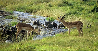 Schwarznasenimpalas (Aepyceros melampus petersi) - Etosha Nationalpark
