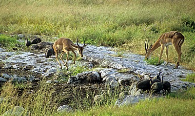Schwarznasenimpalas (Aepyceros melampus petersi) - Etosha Nationalpark
