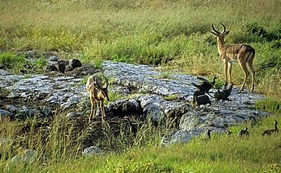 Schwarznasenimpalas (Aepyceros melampus petersi) - Etosha Nationalpark