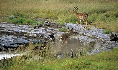 Schwarznasenimpalas (Aepyceros melampus petersi) - Etosha Nationalpark