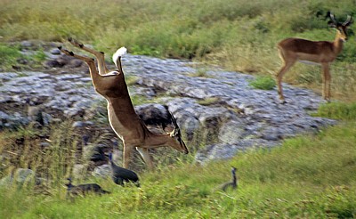 Springendes Schwarznasenimpala (Aepyceros melampus petersi), rechts ein weiteres Schwarznasenimpala (Aepyceros melampus  - Etosha Nationalpark