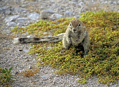 Kap-Borstenhörnchen (Xerus inauris) - Etosha Nationalpark
