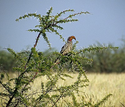 Südlicher Gelbschnabeltoko (Tockus leucomelas) - Etosha Nationalpark