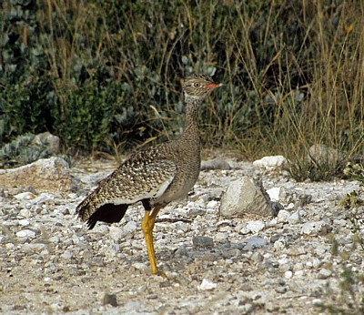 Trappe (Otididae) - Etosha Nationalpark