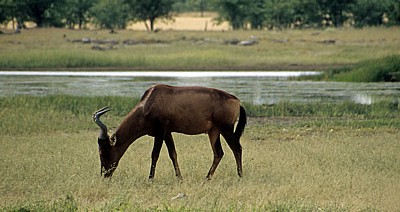 Südafrikanische Kuhantilope (Alcelaphus caama) - Etosha Nationalpark