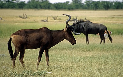 Südafrikanische Kuhantilope (Alcelaphus caama) - Etosha Nationalpark