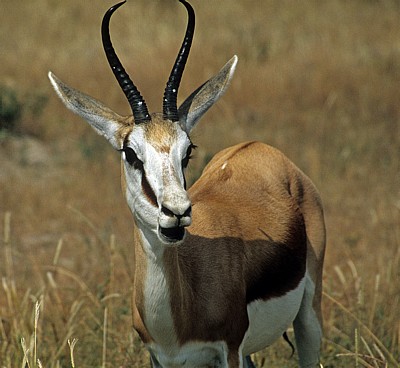 Springbock (Antidorcas marsupialis) - Etosha Nationalpark