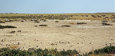 Springböcke (Antidorcas marsupialis) - Etosha Nationalpark