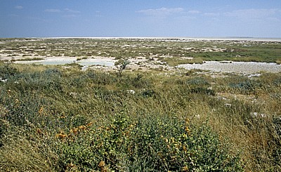 Vegetation am Rand der Pfanne - Etosha Nationalpark
