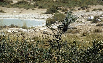 Spinnennetz - Etosha Nationalpark