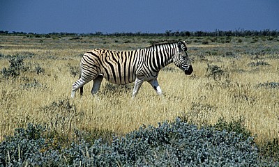 Steppenzebra (Equus quagga) - Etosha Nationalpark