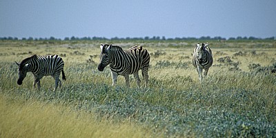 Steppenzebras (Equus quagga) - Etosha Nationalpark