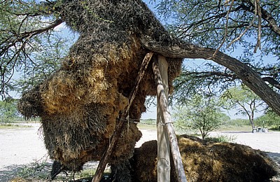 Okaukuejo: Siedelwebernester (Philetairus socius) - Etosha Nationalpark