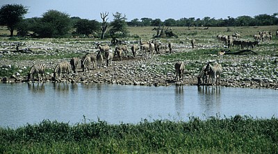 Okaukuejo-Wasserloch: Steppenzebras (Equus quagga) kommen zum Trinken - Etosha Nationalpark